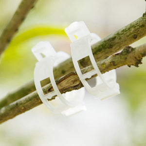 Clips de support pour plantes